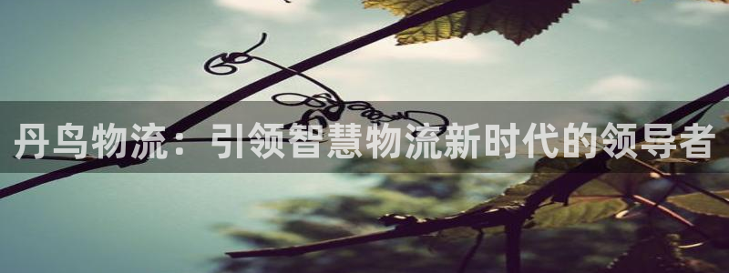 ,优游国际充值不处理会怎么样:丹鸟物